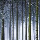 winter forest