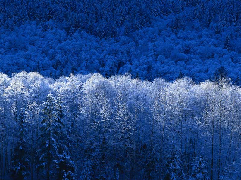 Winter forest