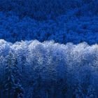 Winter forest