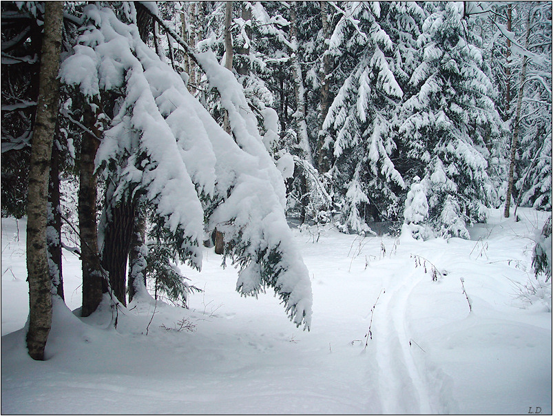 Winter forest