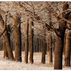 winter forest