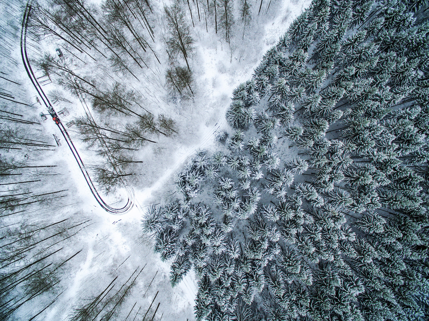 Winter forest and work