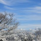 winter forest