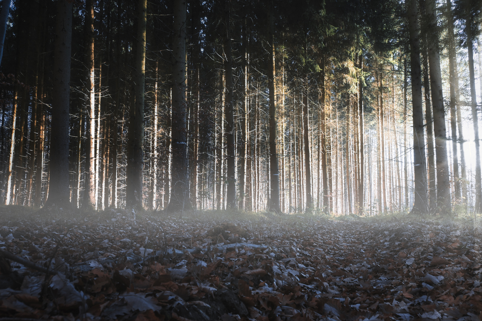 Winter Forest