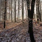 Winter Forest