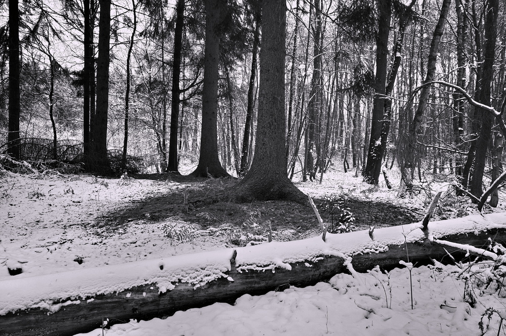 winter forest