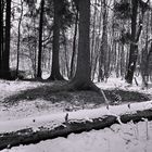 winter forest