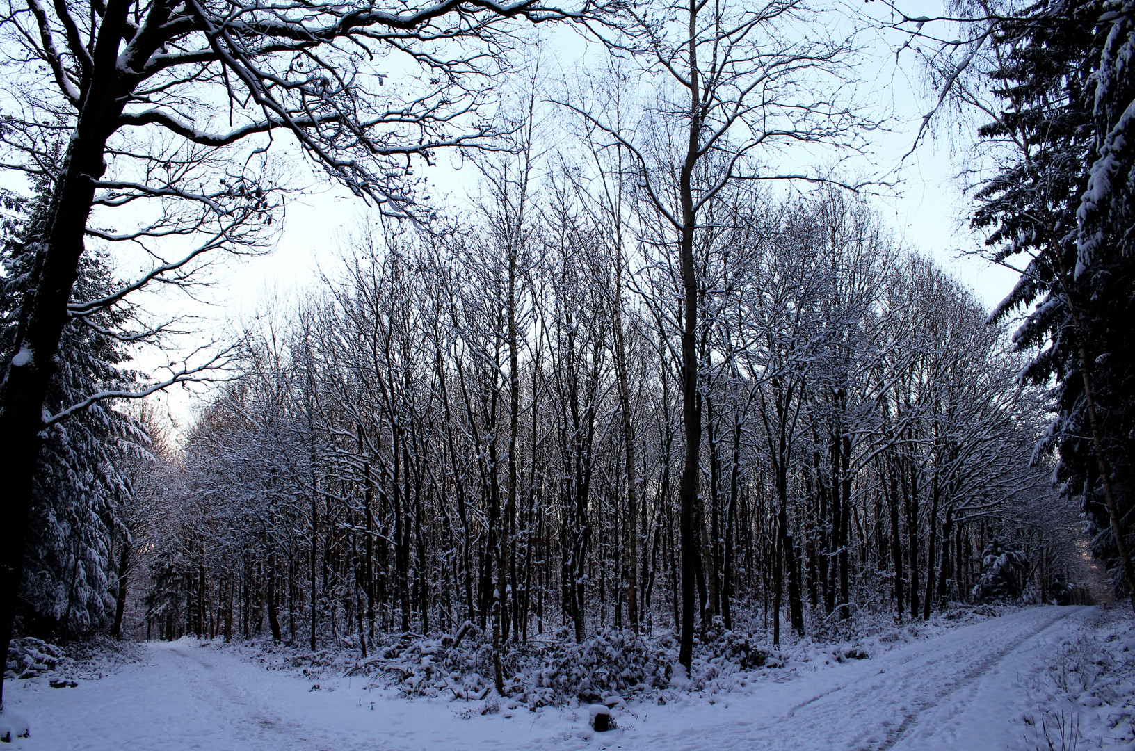 Winter Forest