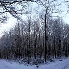 Winter Forest