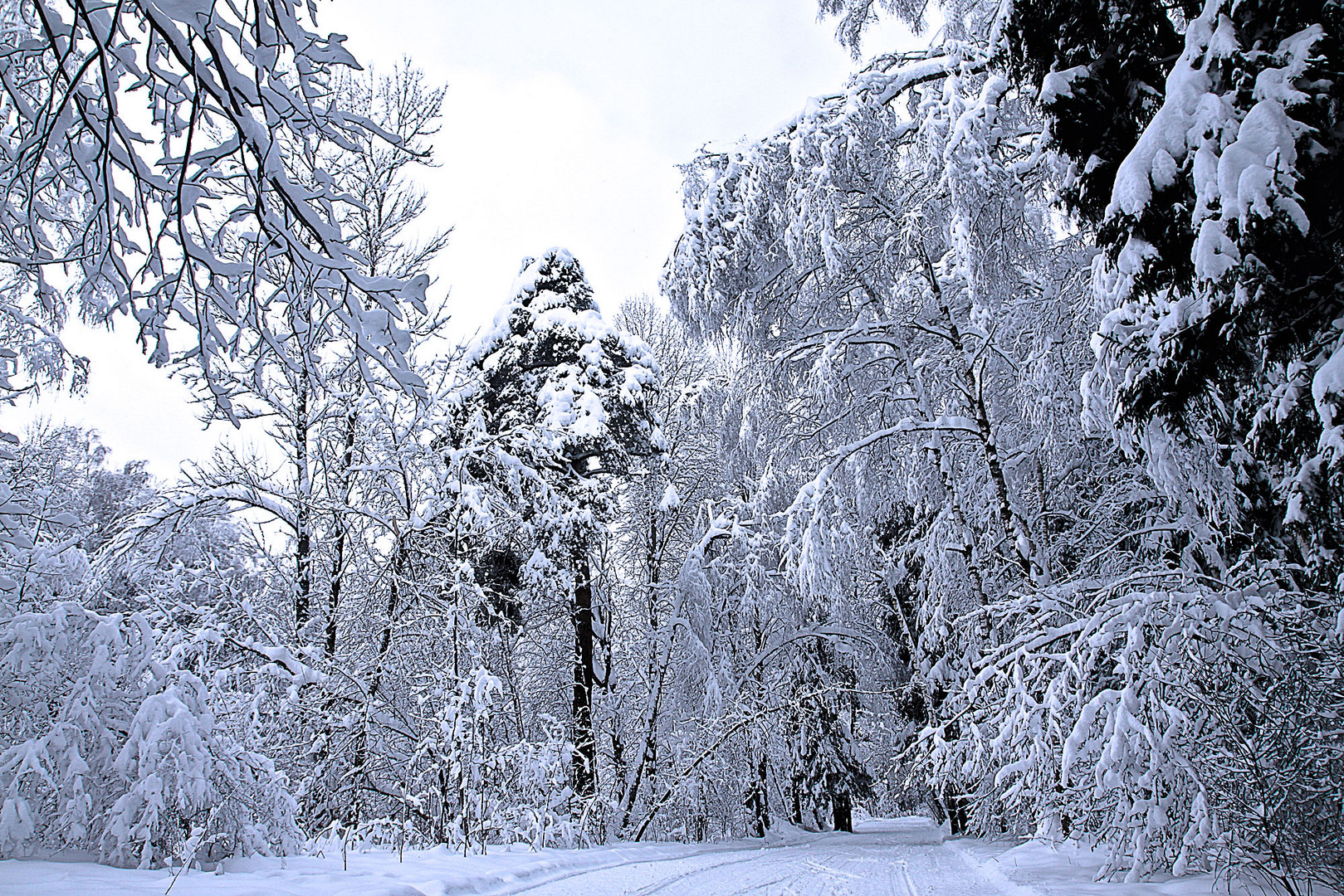 winter forrest