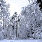 winter forrest