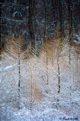 Winter Forrest