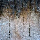 Winter Forrest