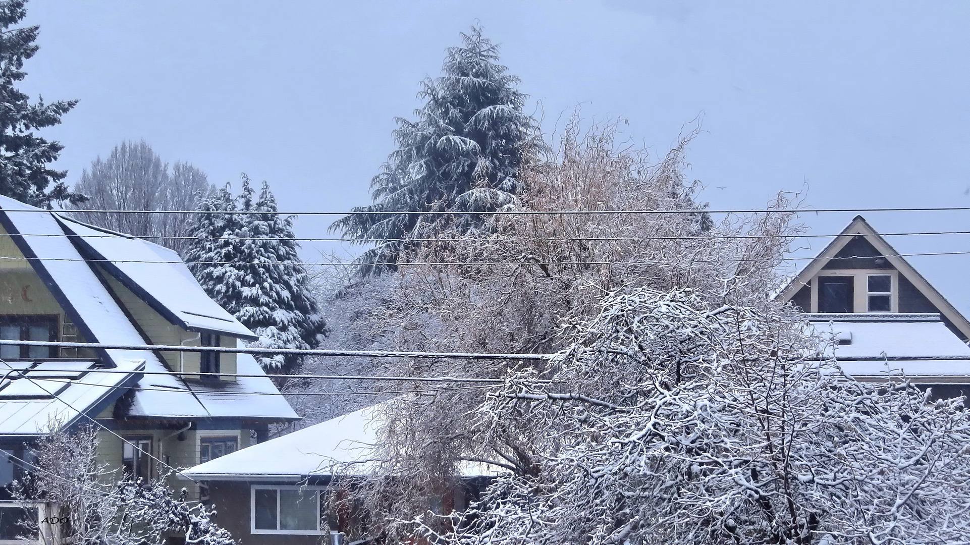 Winter from my Window