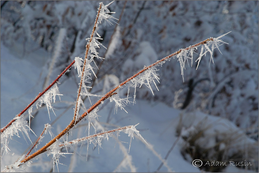 Winter Frost / Polen