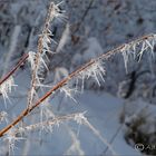 Winter Frost / Polen