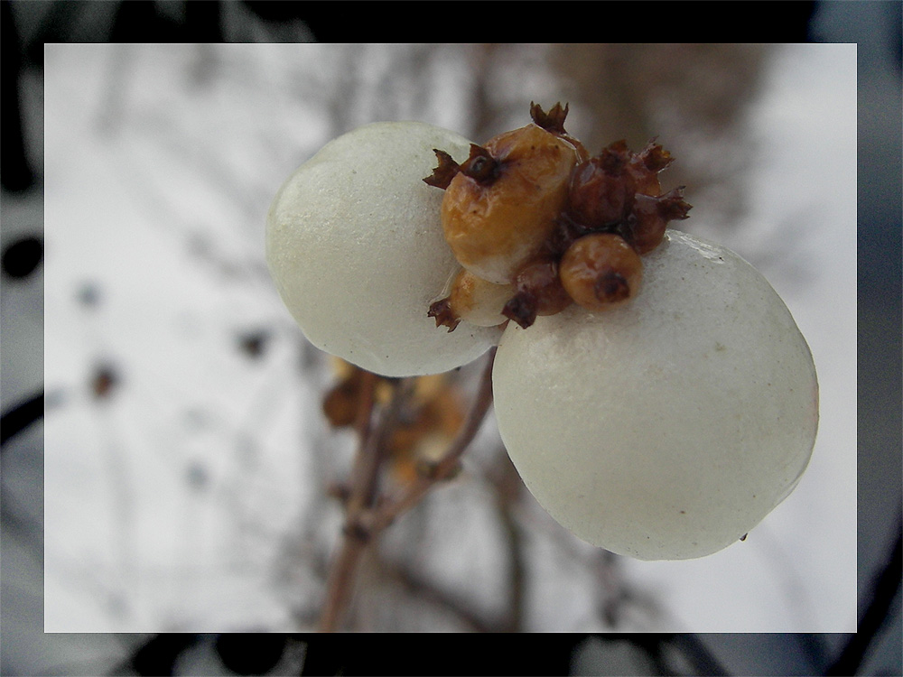 Winter-Früchtchen