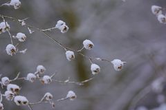 Winter Früchte.