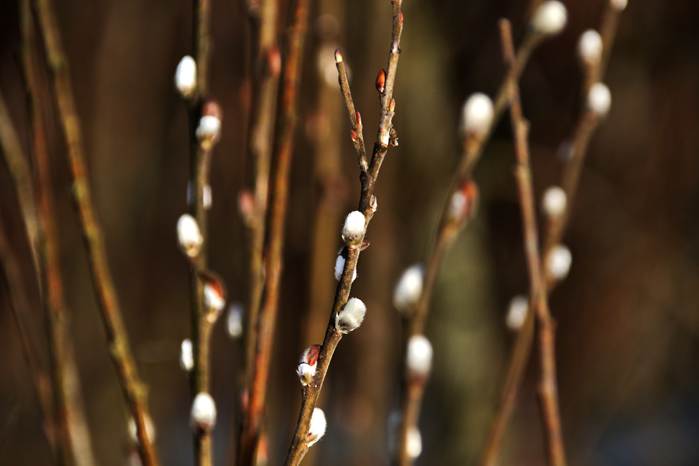 Winter-Frühling