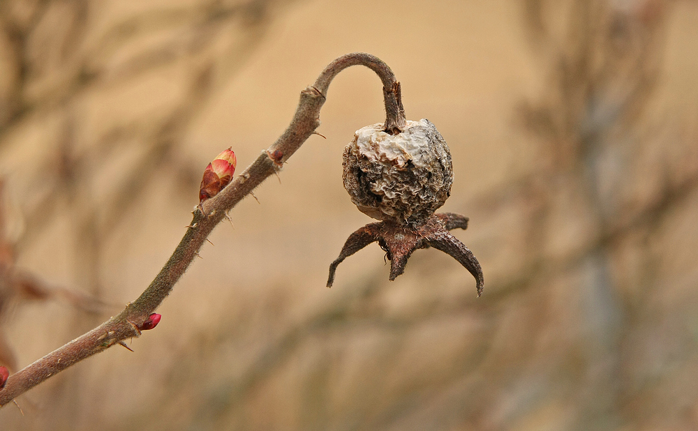 Winter - Frühling