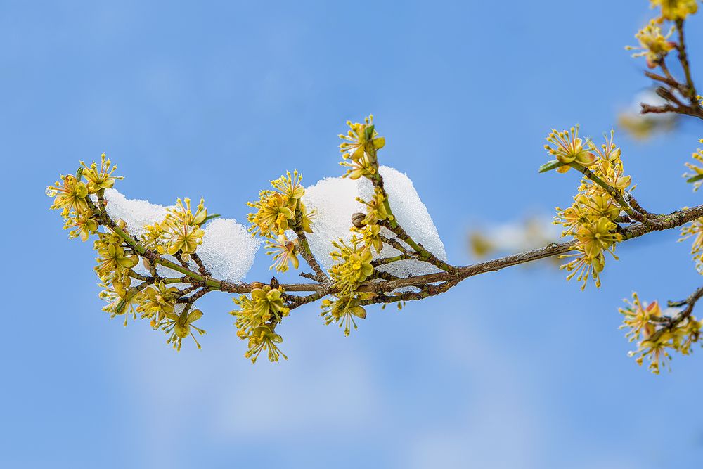 Winter-Frühling