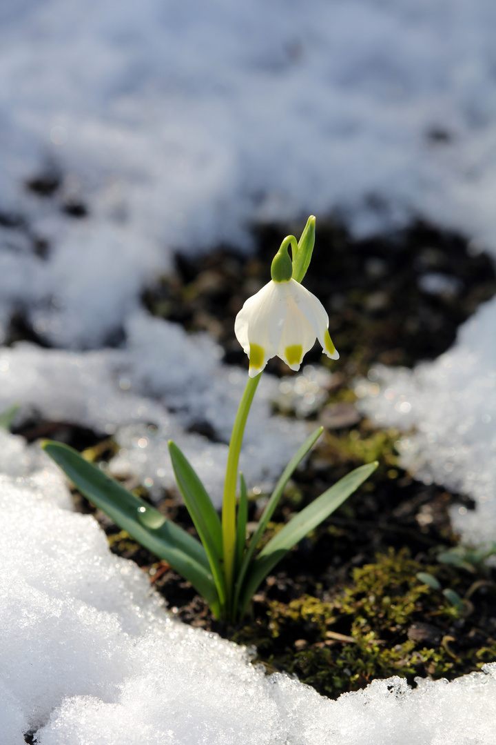 Winter-Frühlingsknotenblumen