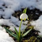 Winter-Frühlingsknotenblumen