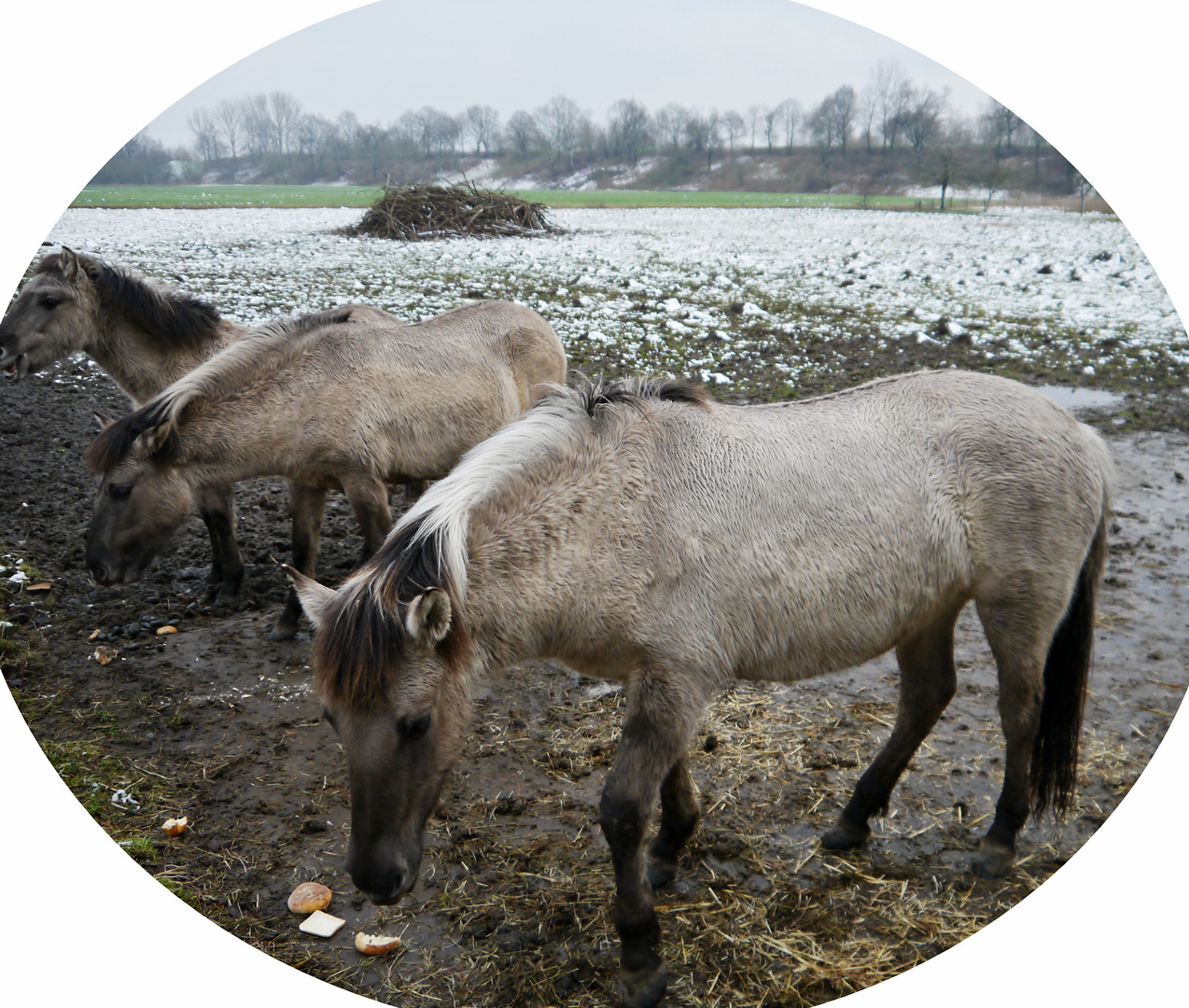 Winter-Frühstück...