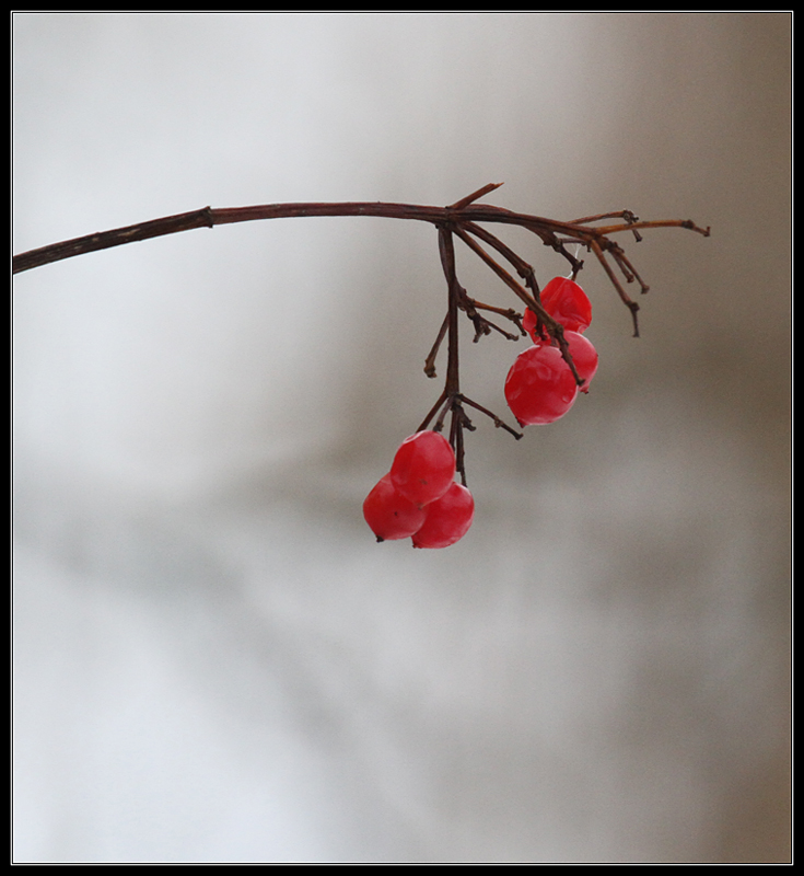 Winter Fruit