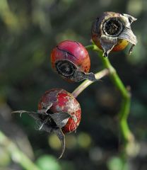 Winter Fruits