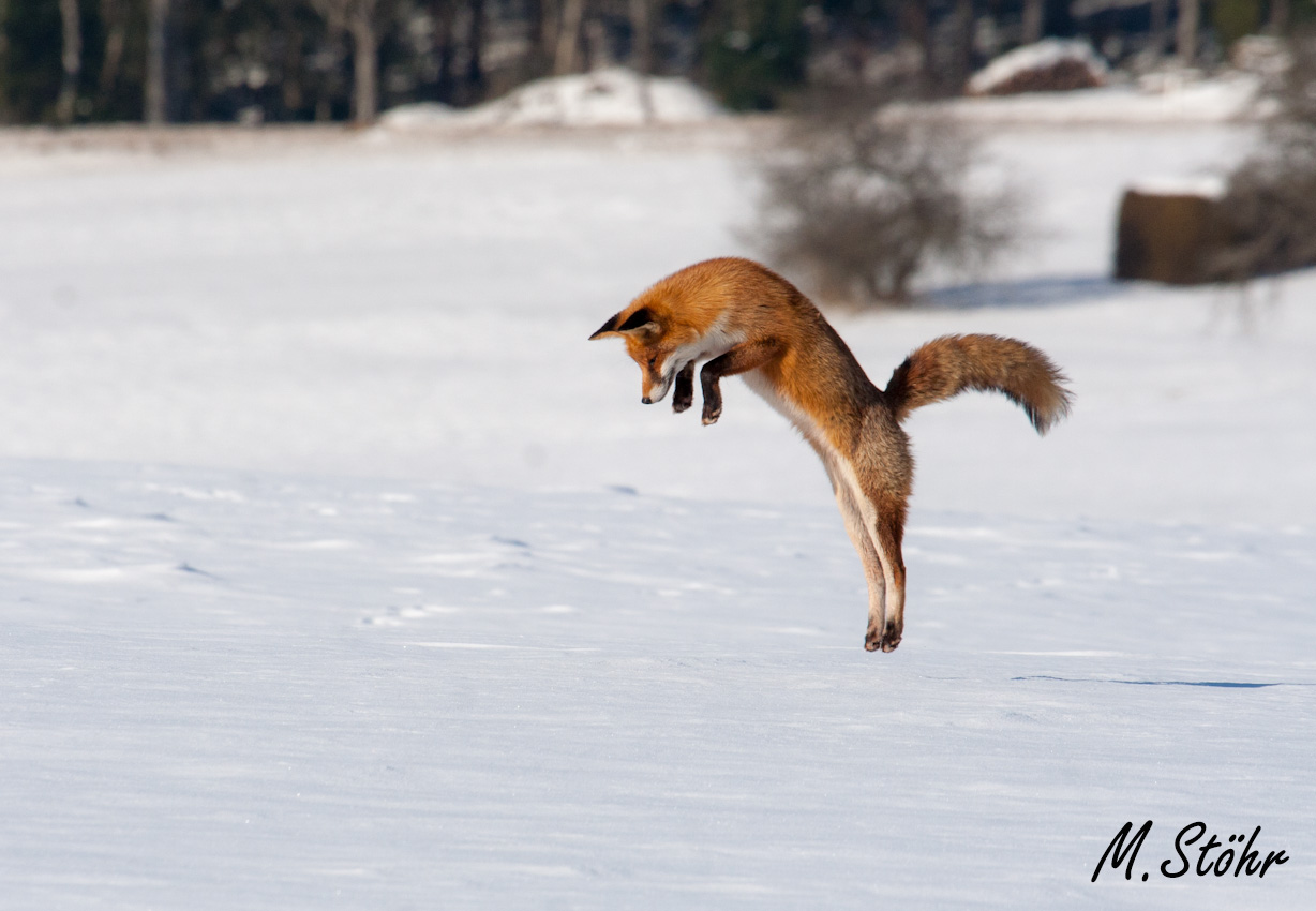 Winter-Fuchs beim Mäuselsprung Foto & Bild | tiere, wildlife ...