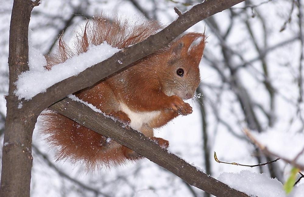 Winter für zwei Stunden