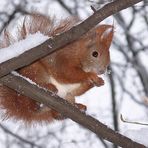 Winter für zwei Stunden