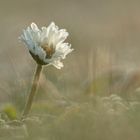 Winter-Gänseblümchen