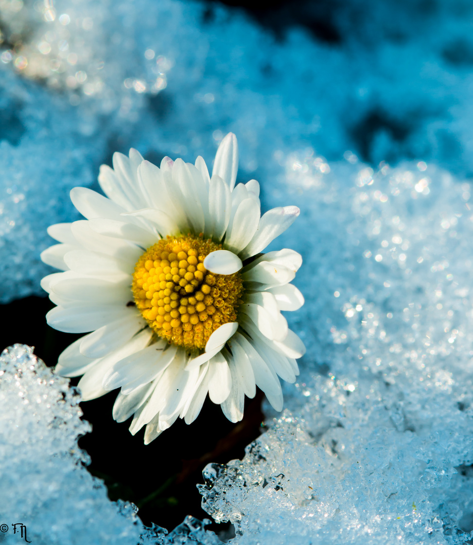 Winter Gänseblümchen