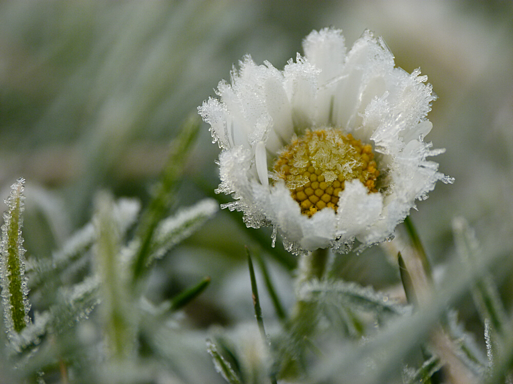 Winter-Gänseblümchen