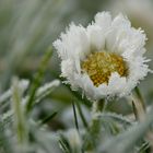 Winter-Gänseblümchen