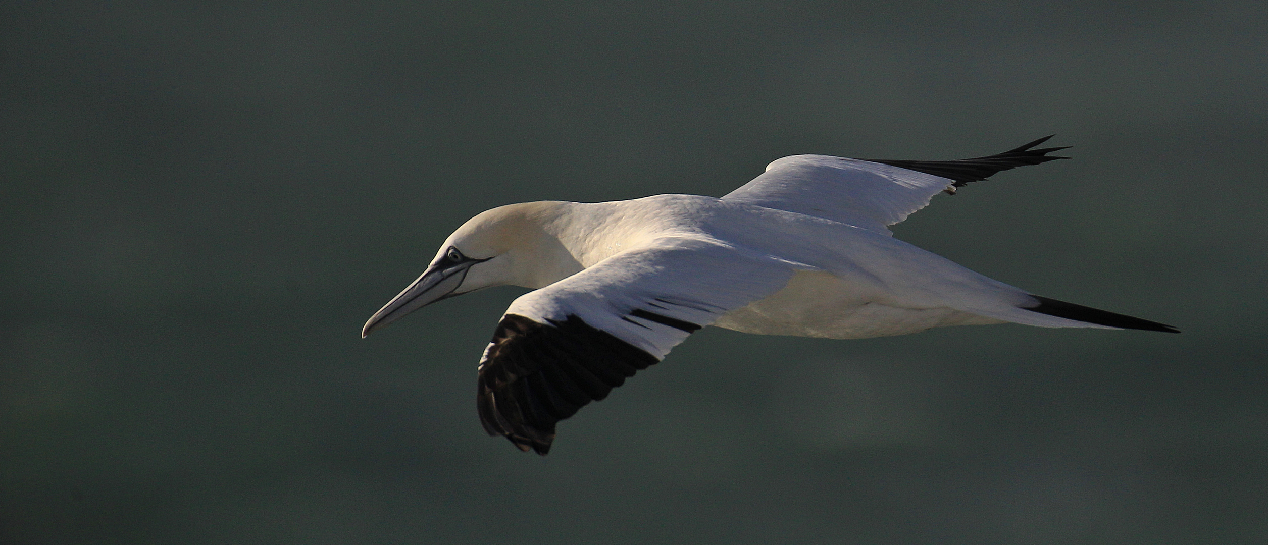 winter gannet