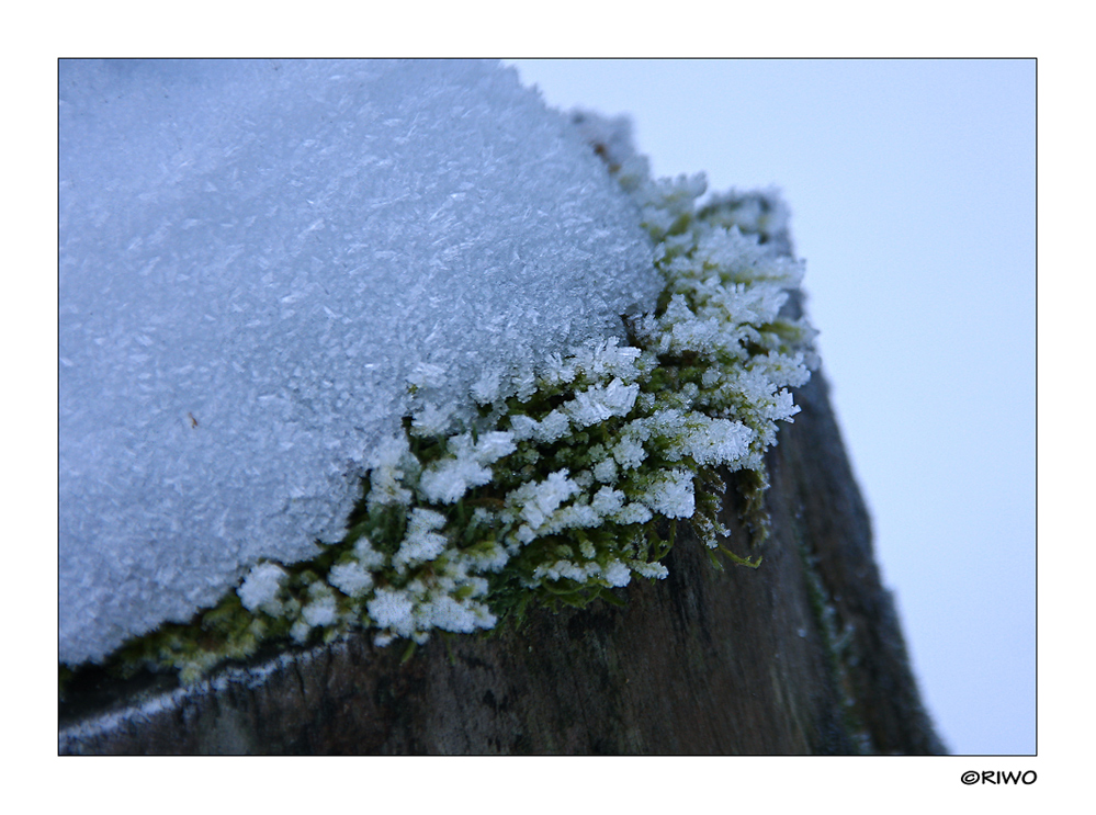 Winter ganz nahe....