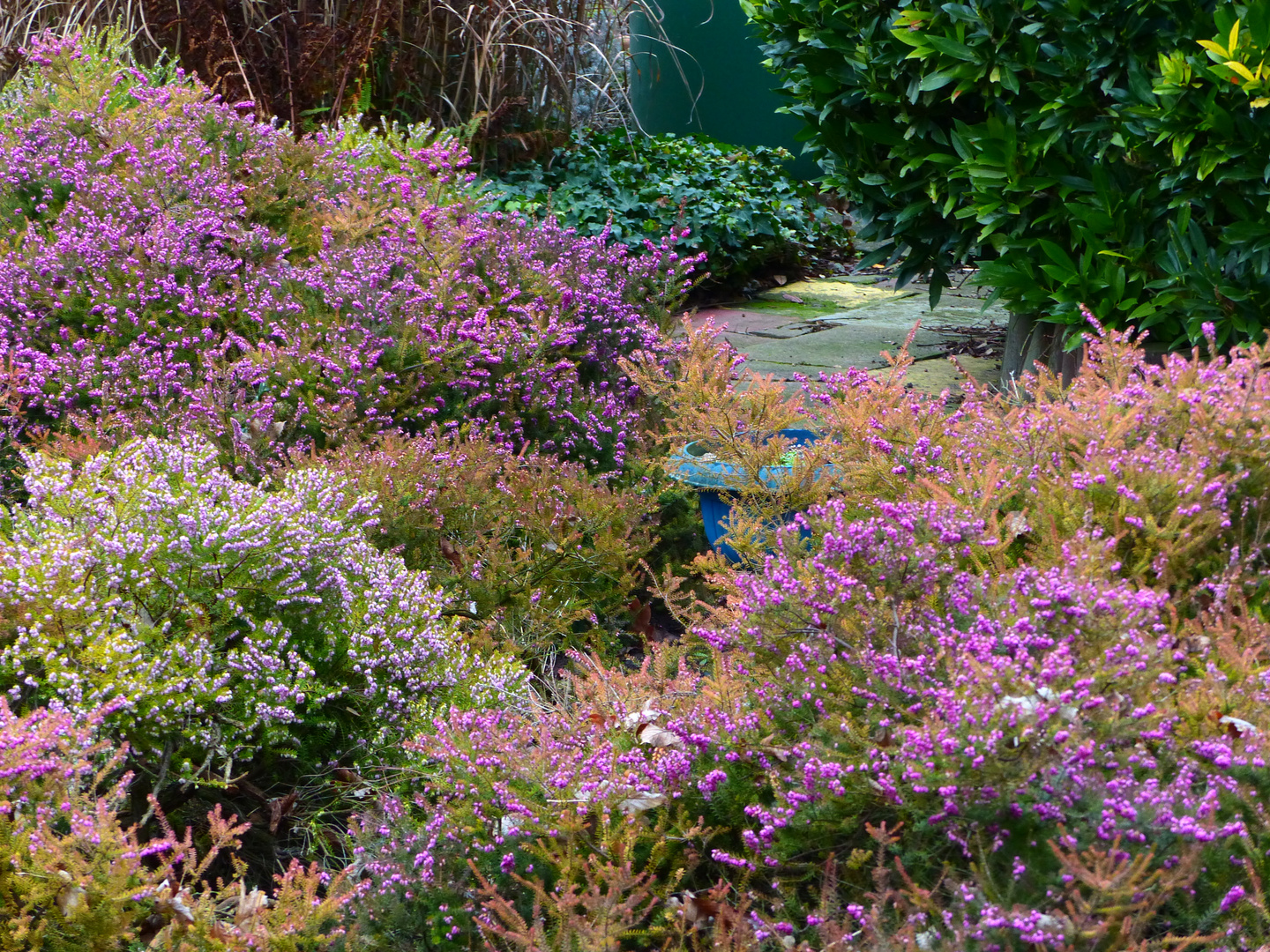  WinterGarten Foto &amp; Bild pflanzen, pilze &amp; flechten