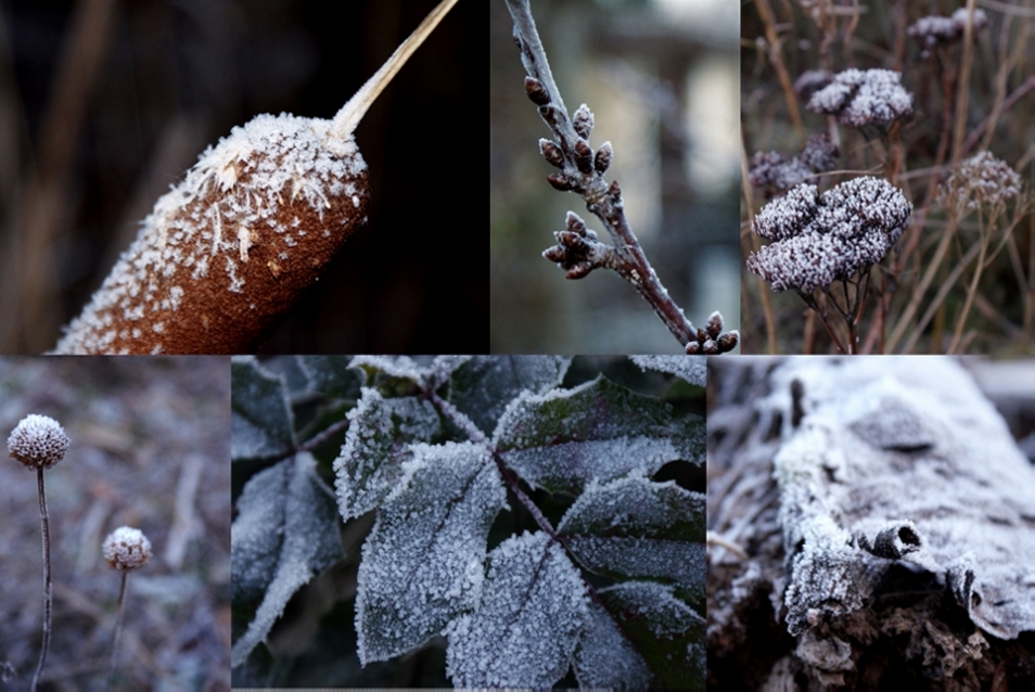 Winter-Garten