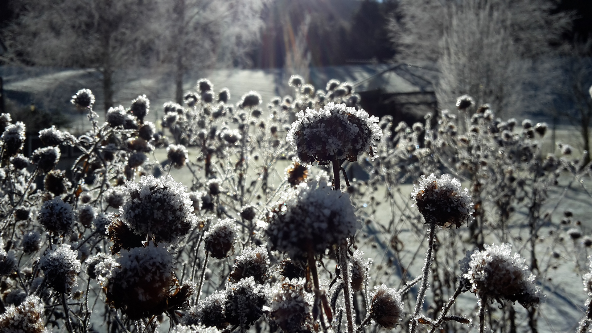 ..Winter-Garten..