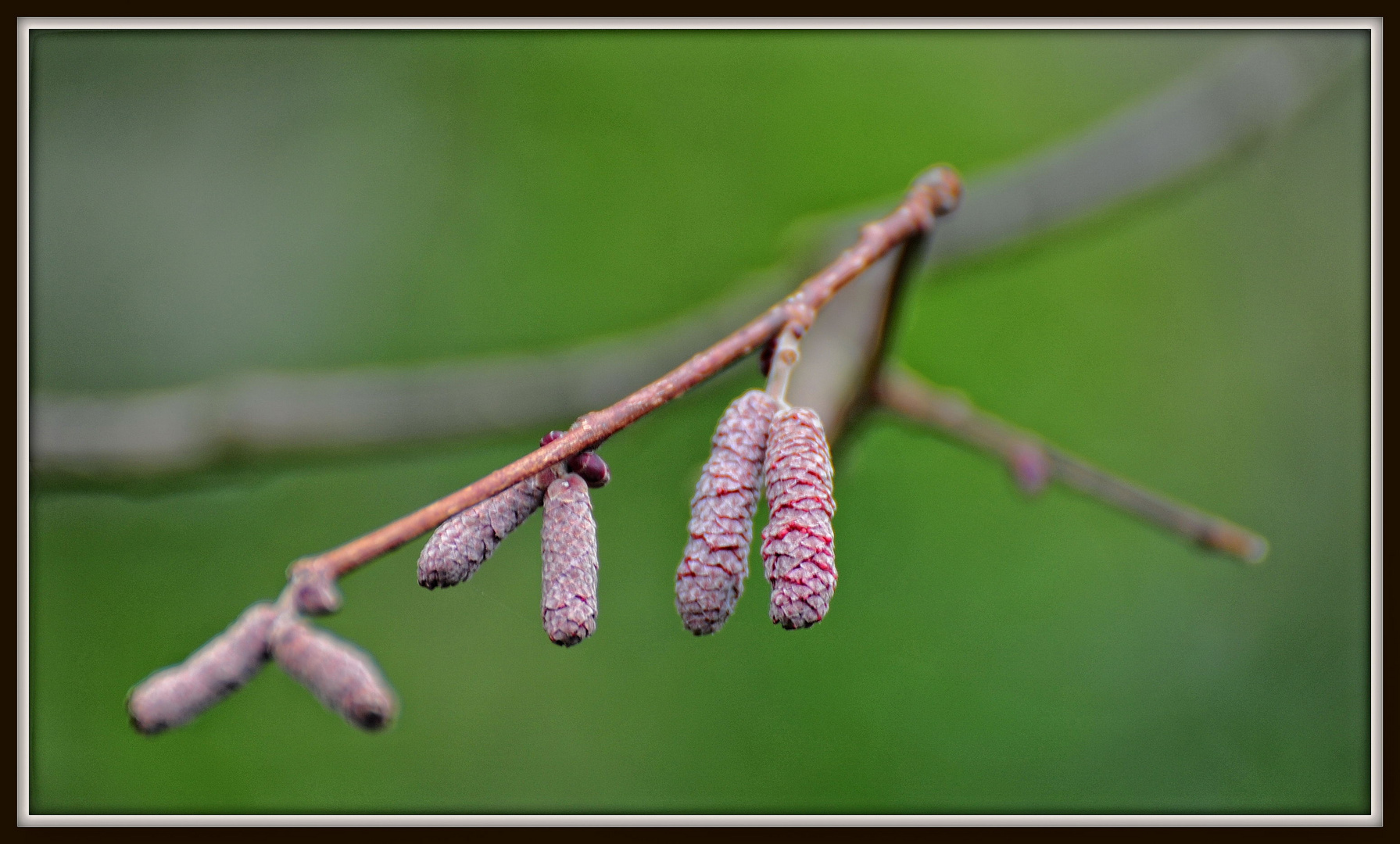 Winter- Garten II