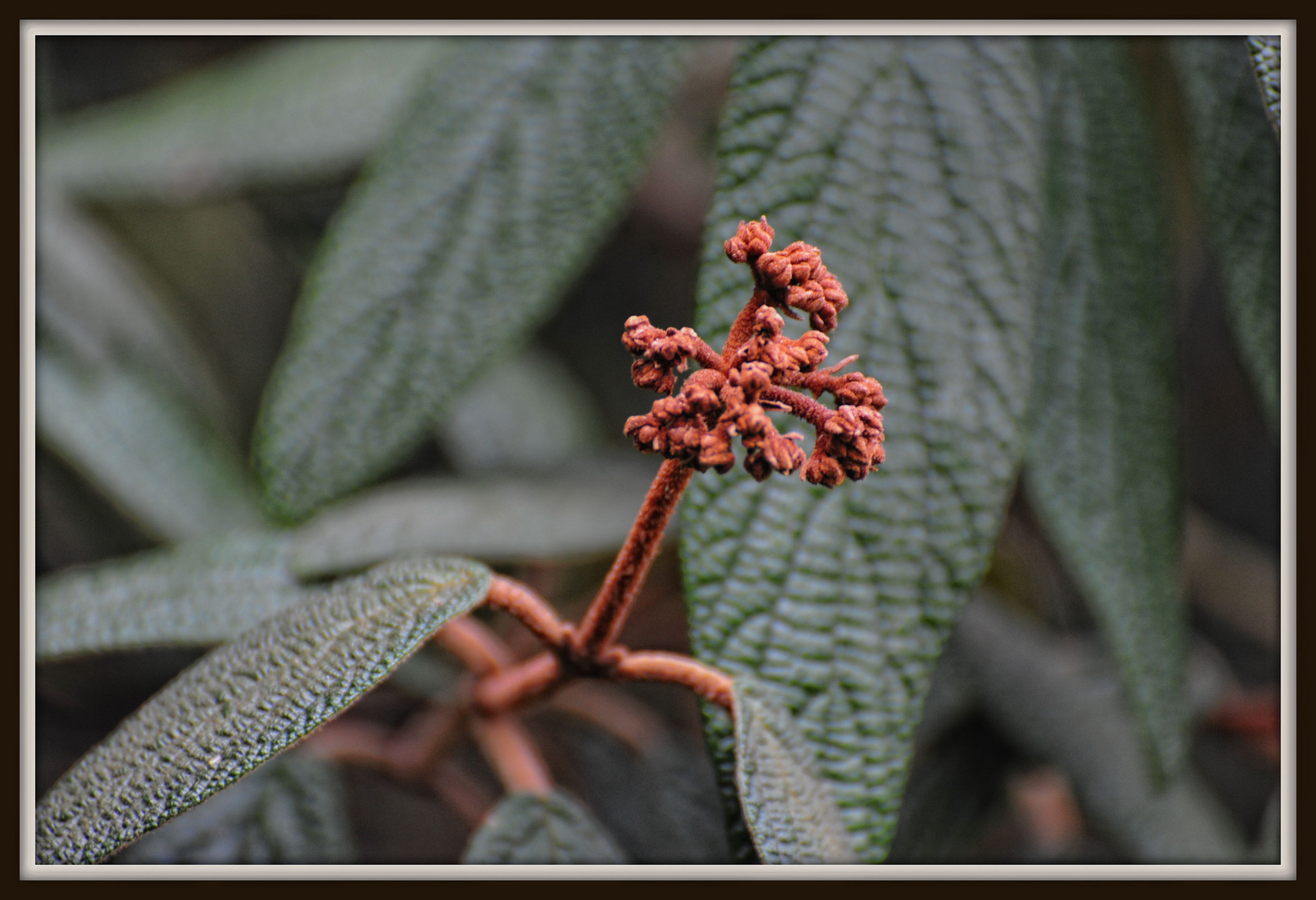 Winter-Garten III