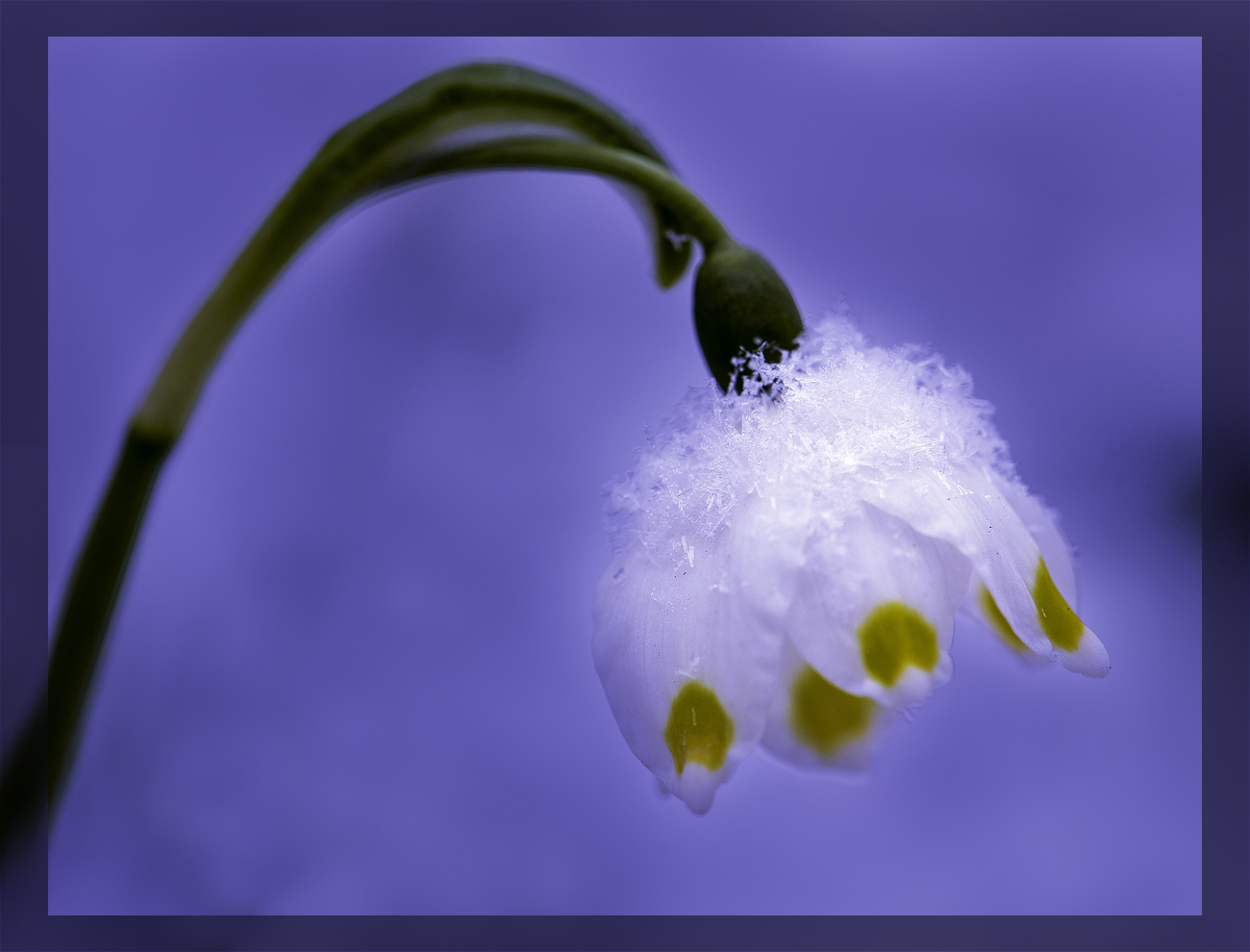 Winter gegen Frühling