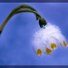 Winter gegen Frühling