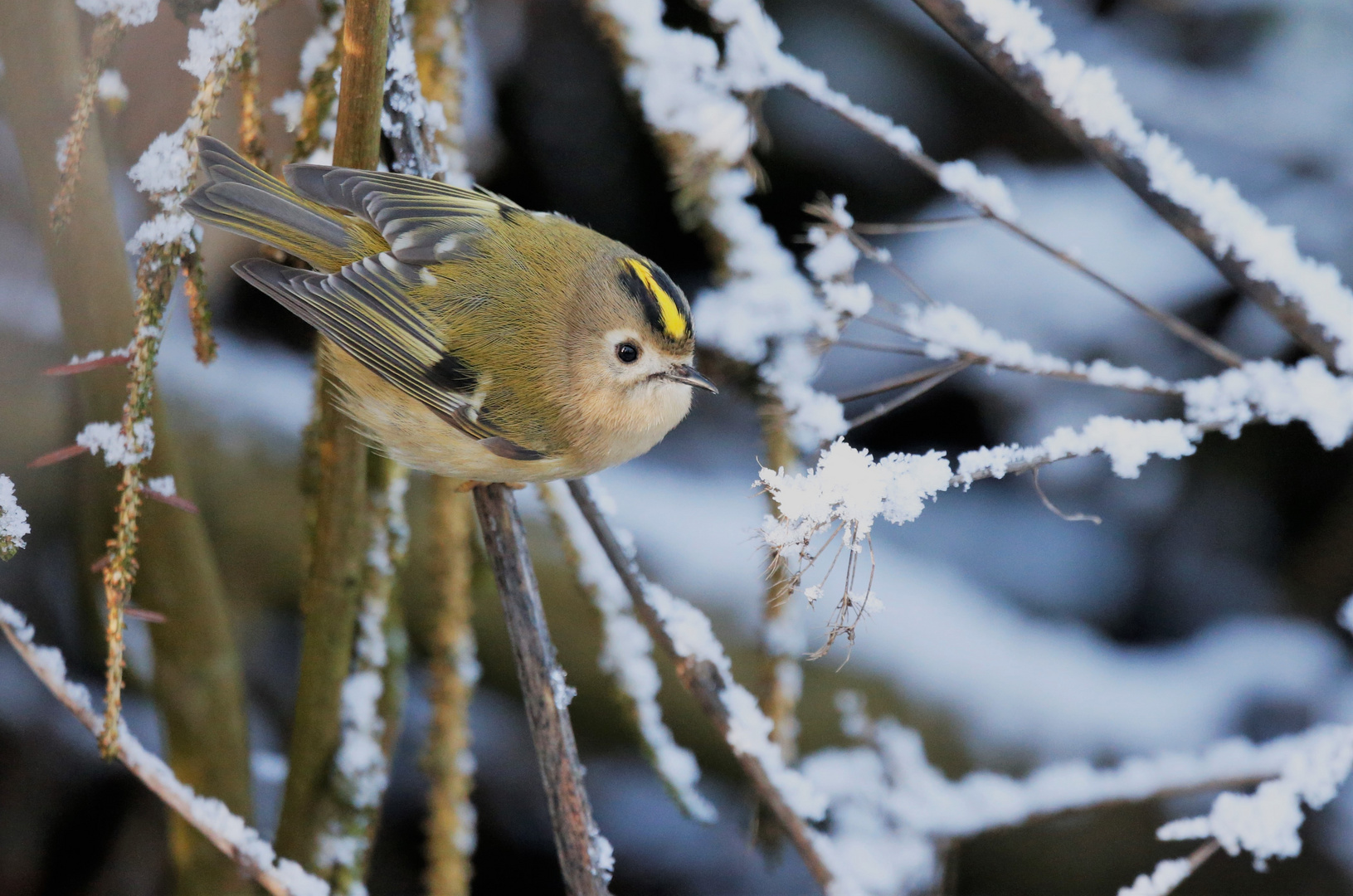 winter-gold-hähnchen