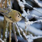 winter-gold-hähnchen