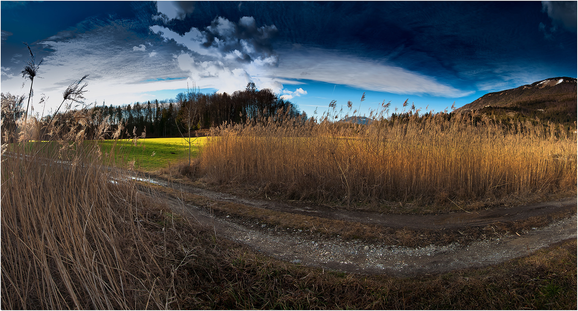 Winter grass