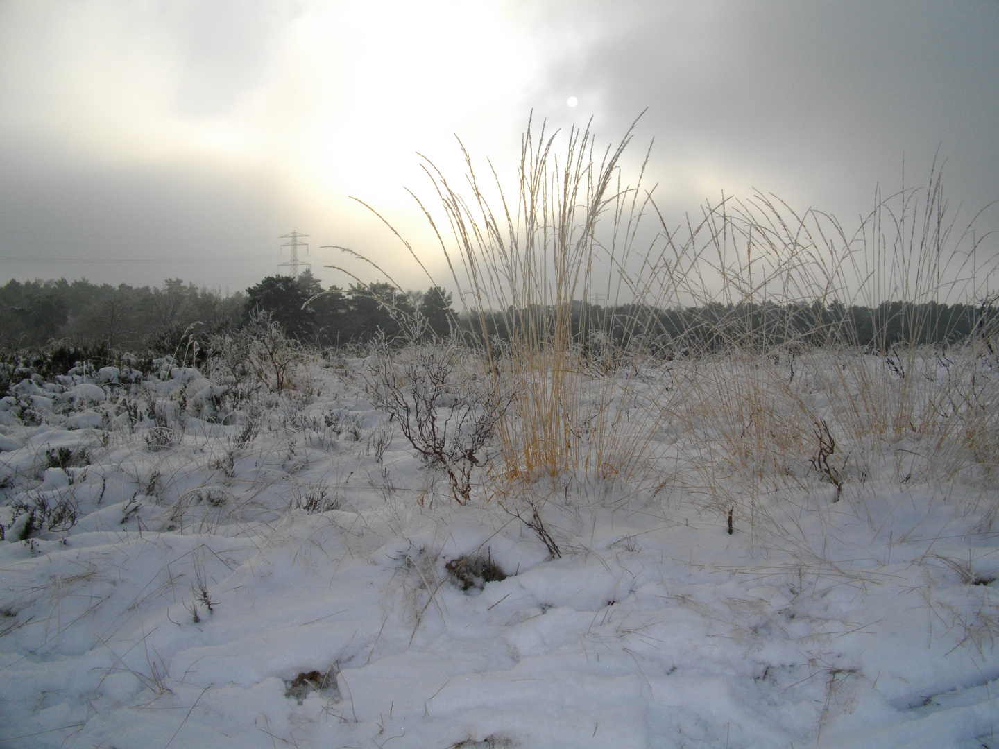 Winter grass